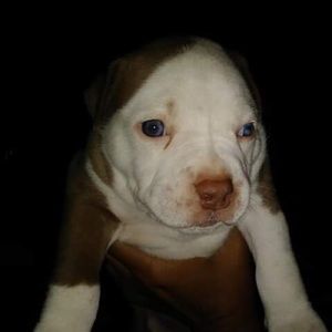 Meet your Posher, Leon